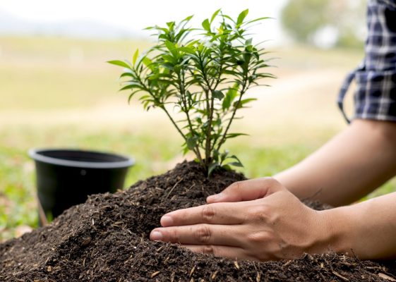 The young man's hands are planting young seedlings on fertile ground, taking care of growing plants. World environment day concept, protecting nature.